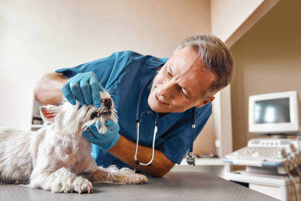 Best Emergency Wisdom Teeth Removal in Clarksburg, MD